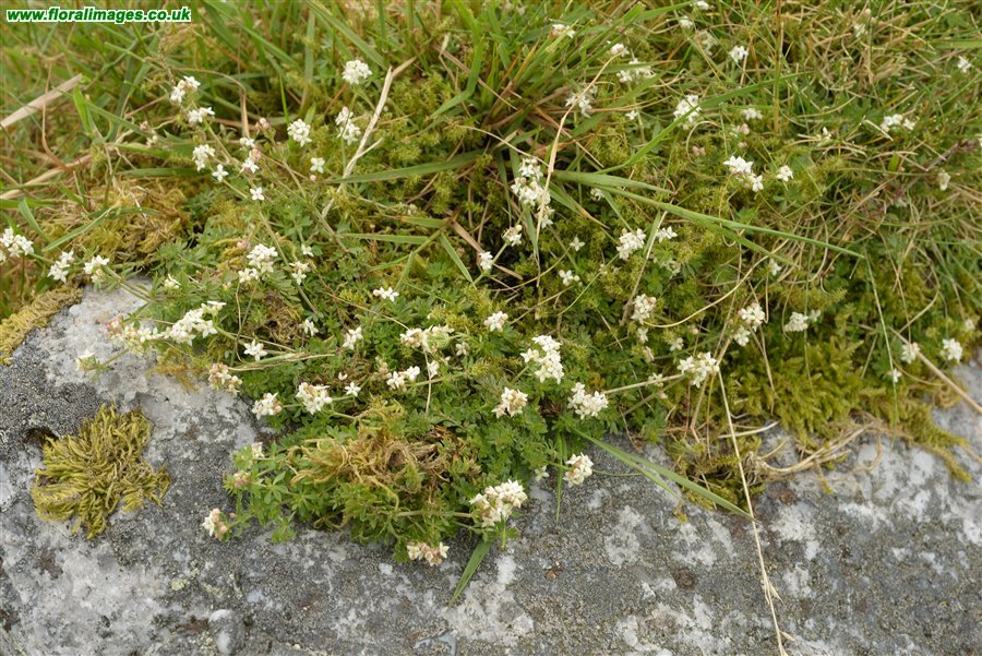 Galium saxatile