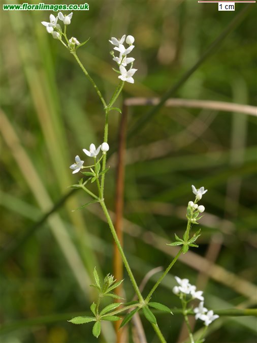 Galium uliginosum