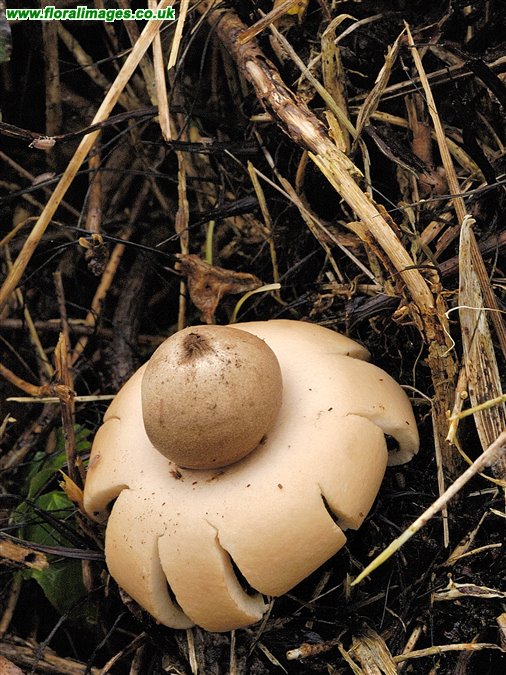 Geastrum fimbriatum