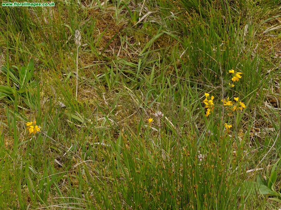 Genista anglica