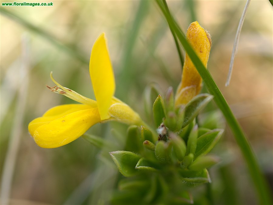 Genista pilosa