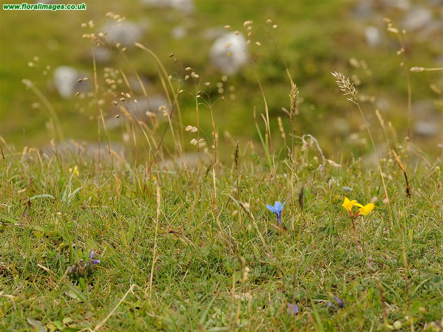 Gentiana verna