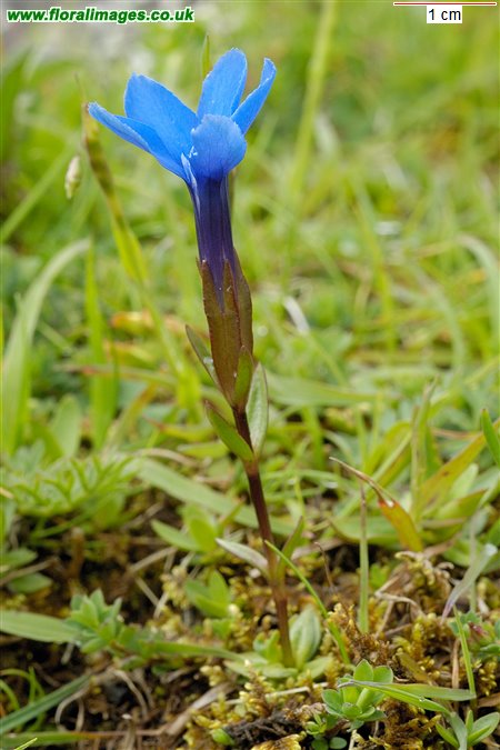 Gentiana verna