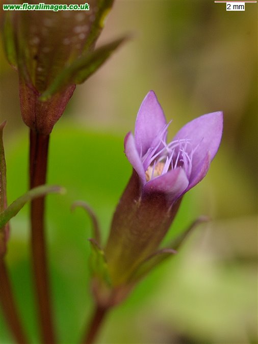 Gentianella amarella