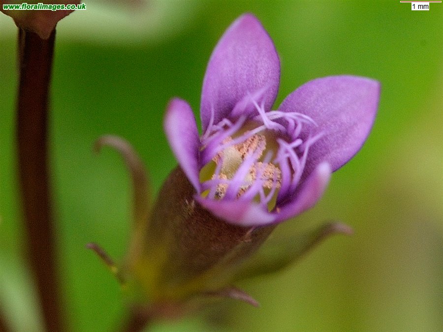 Gentianella amarella