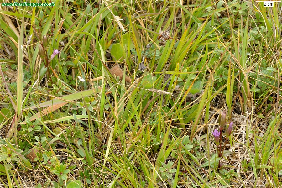 Gentianella amarella