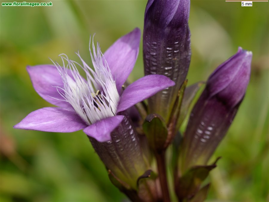 Gentianella germanica
