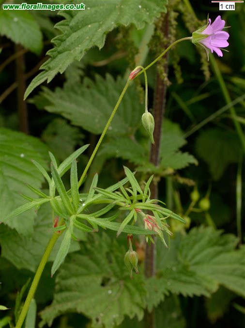 Geranium columbinum
