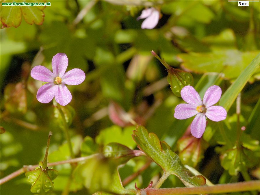 Geranium lucidum
