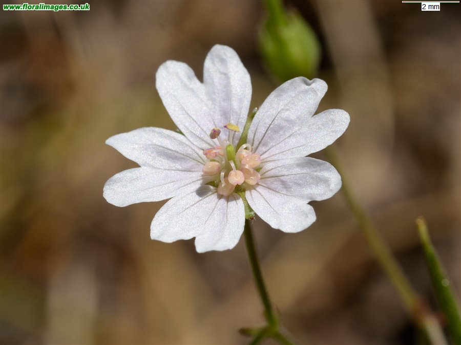 Geranium molle