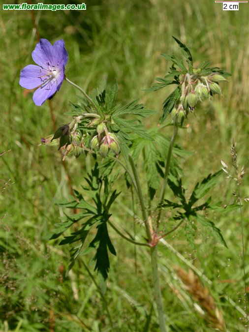 Geranium pratense