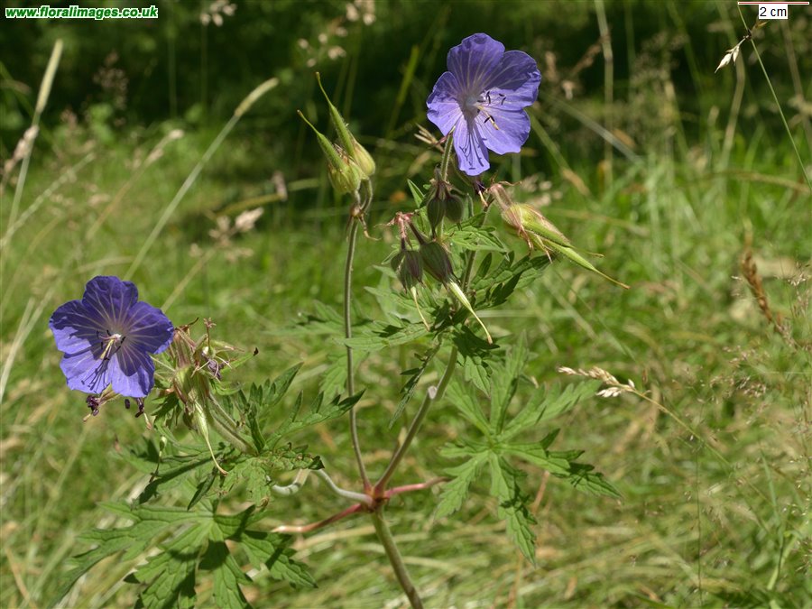 Geranium pratense