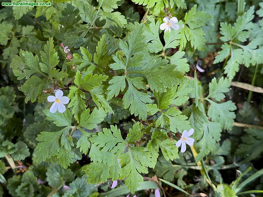 Geranium robertianum