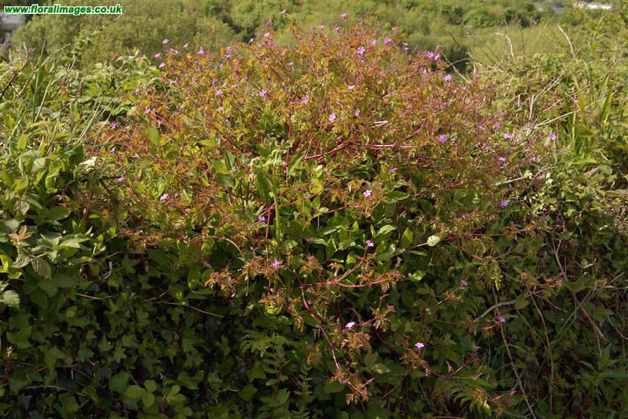 Geranium robertianum