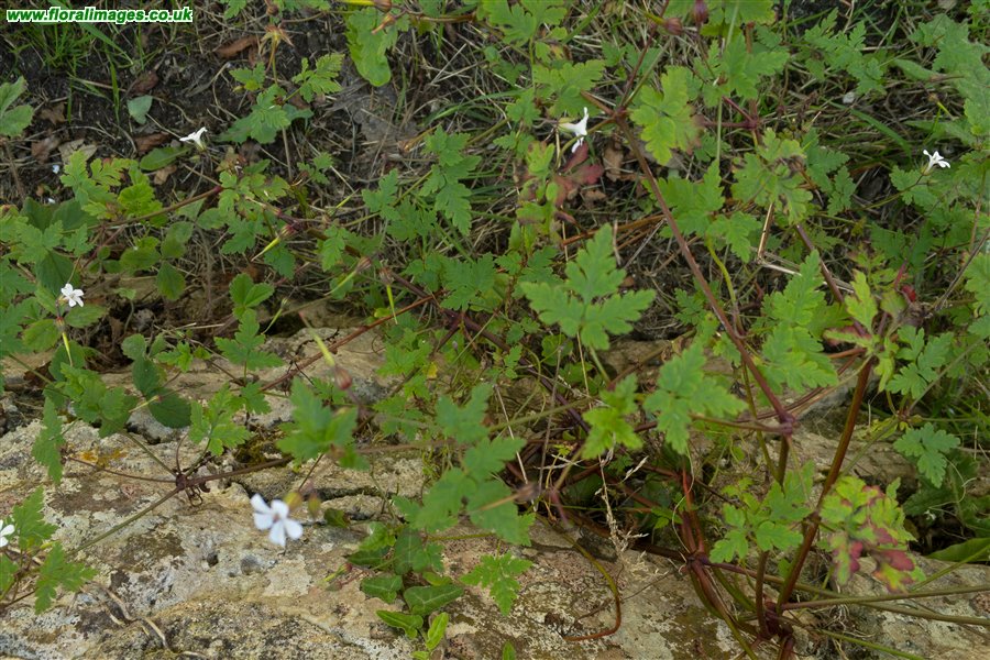 Geranium robertianum