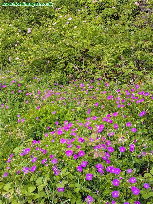 Geranium sanguineum