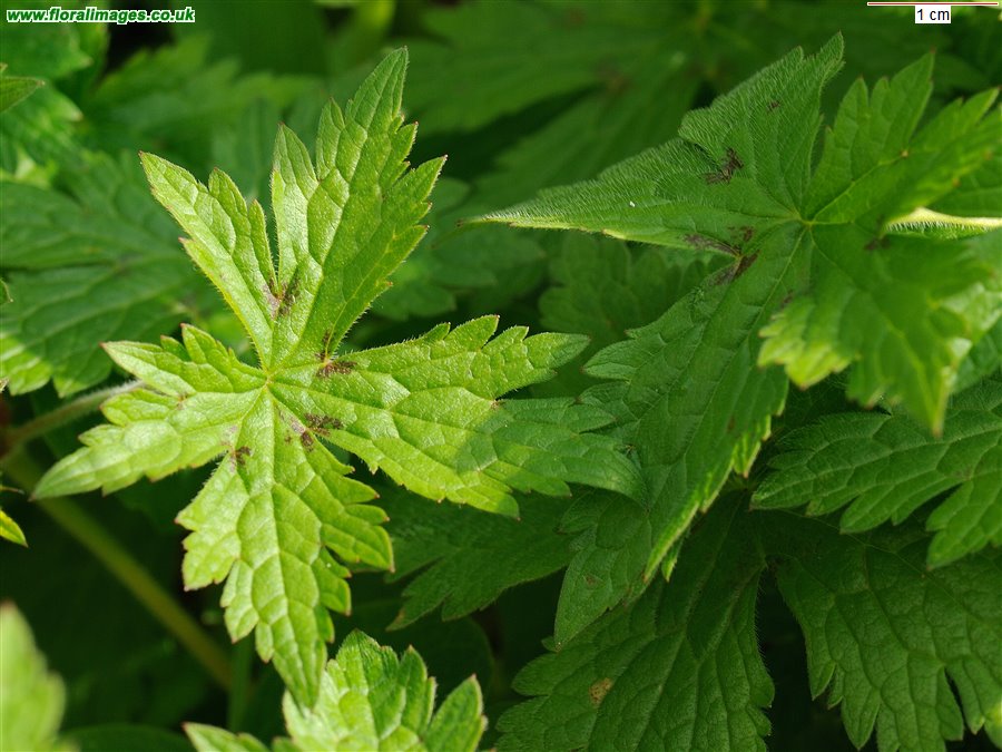 Geranium x oxonianum