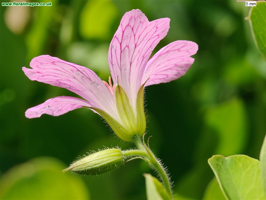 Geranium x oxonianum