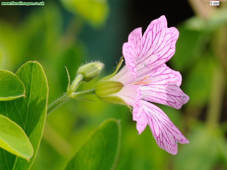 Geranium x oxonianum