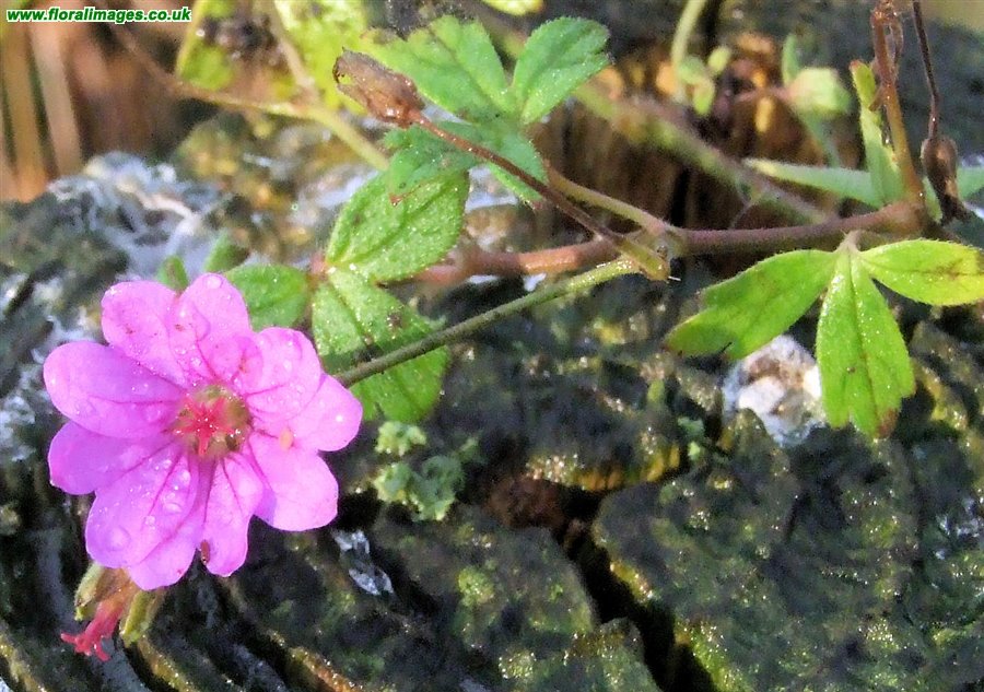Geranium x oxonianum