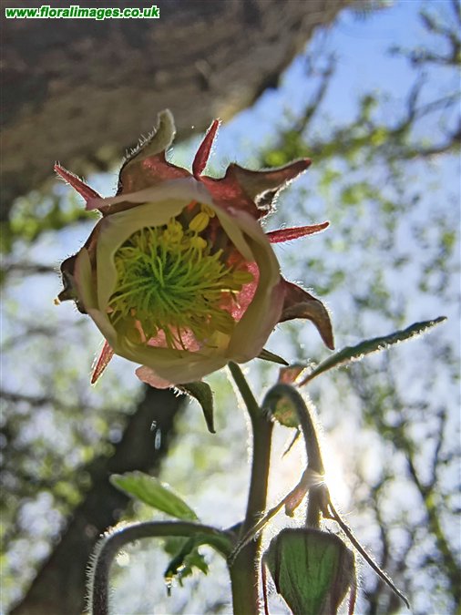 Geum rivale