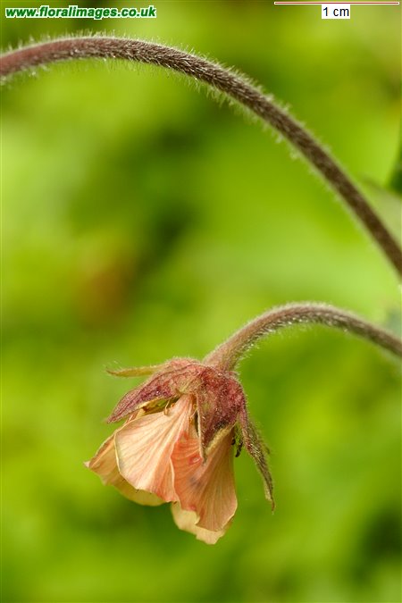 Geum rivale