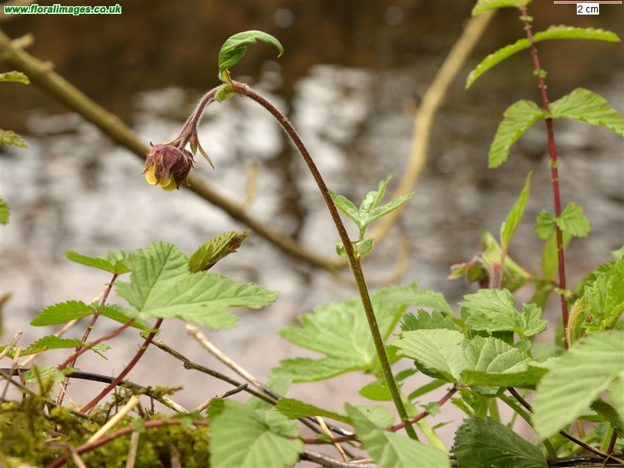 Geum rivale