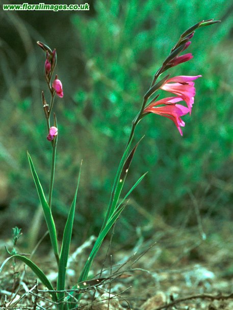 Gladiolus illyricus
