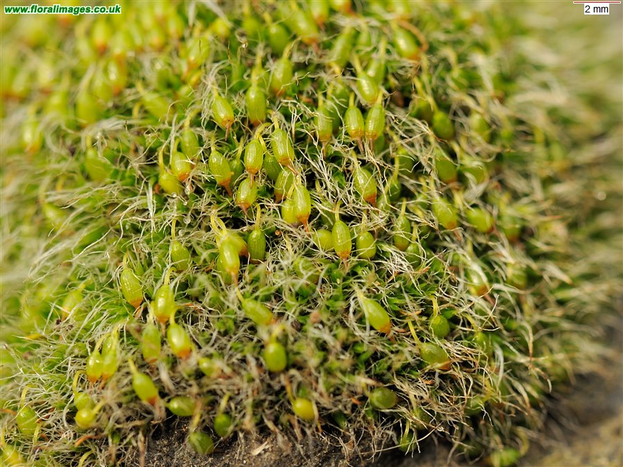 Grimmia pulvinata
