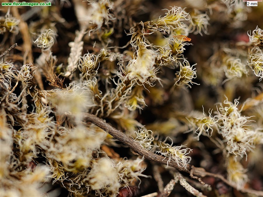 Grimmia sp.