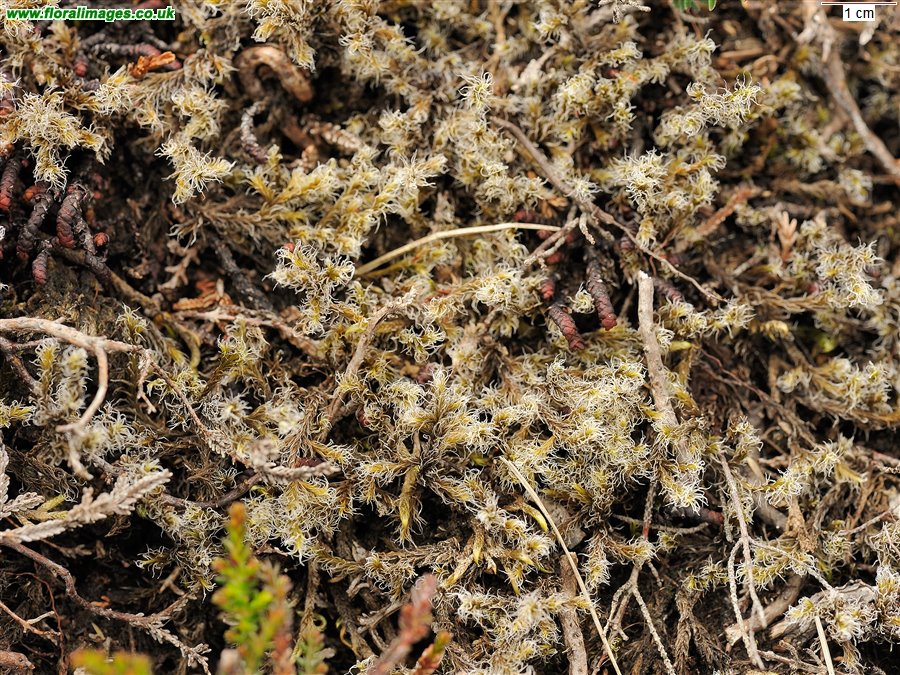 Grimmia sp.