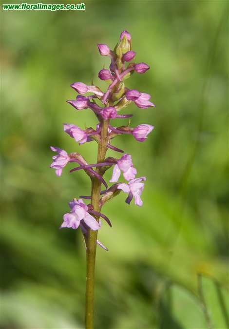 Gymnadenia borealis