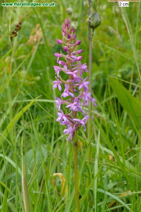 Gymnadenia borealis