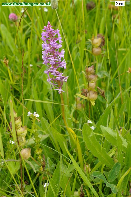 Gymnadenia conopsea