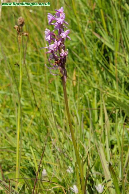Gymnadenia conopsea