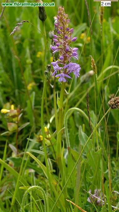 Gymnadenia conopsea