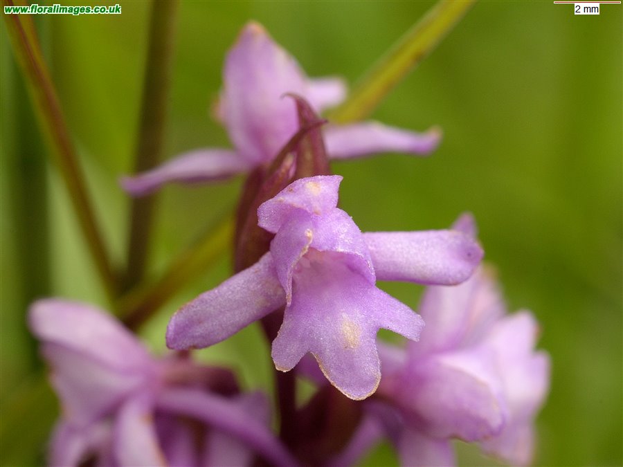 Gymnadenia conopsea