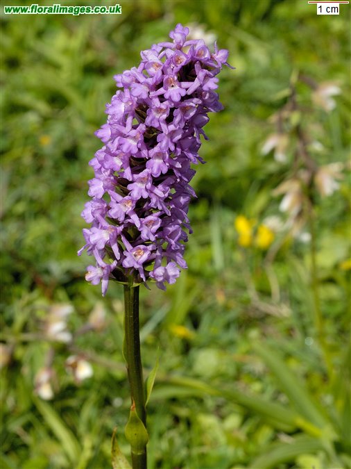 Gymnadenia conopsea