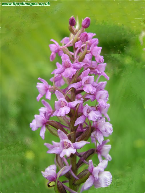 Gymnadenia conopsea