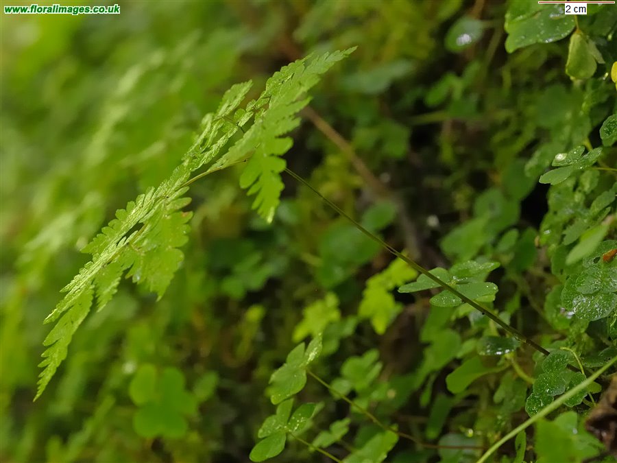 Gymnocarpium dryopteris