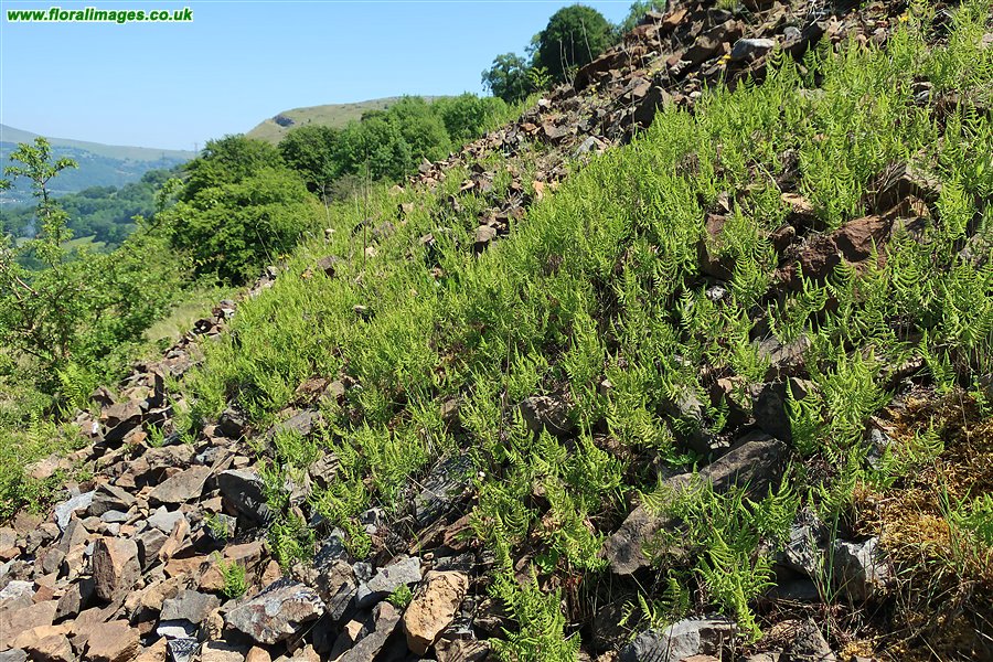 Gymnocarpium robertianum