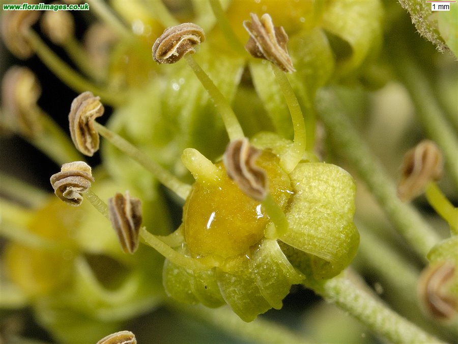 Hedera helix sens lat
