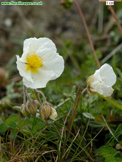 Helianthemum apenninum