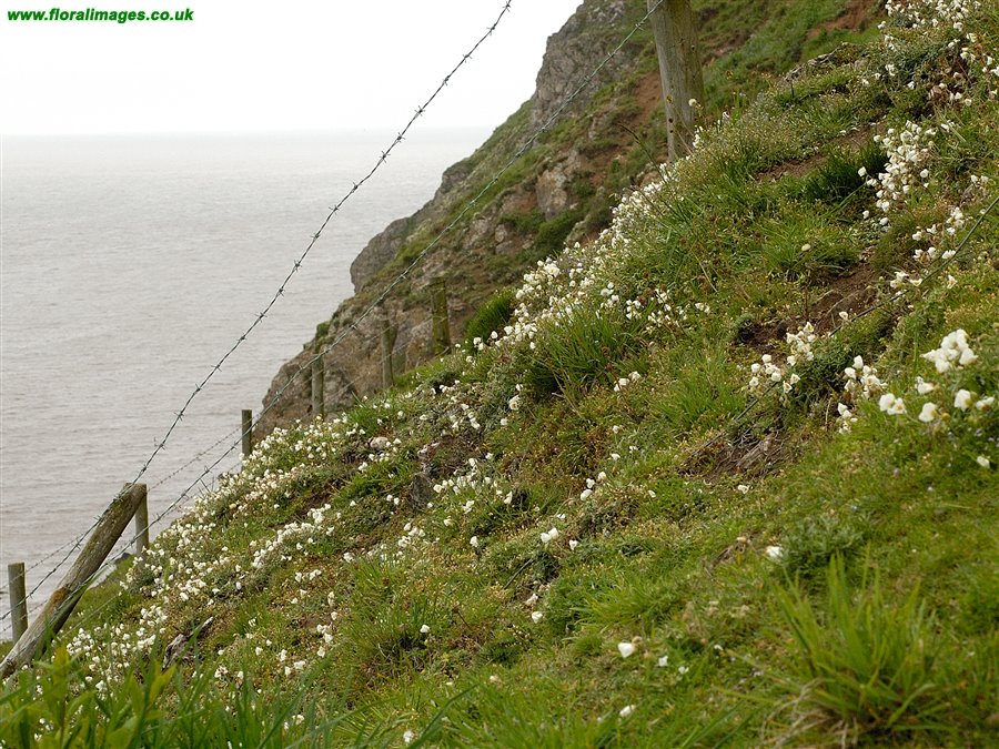 Helianthemum apenninum