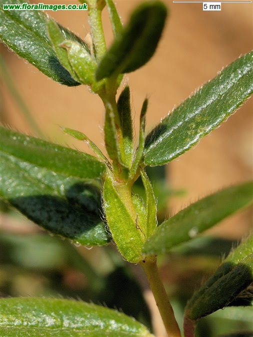 Helianthemum nummularium