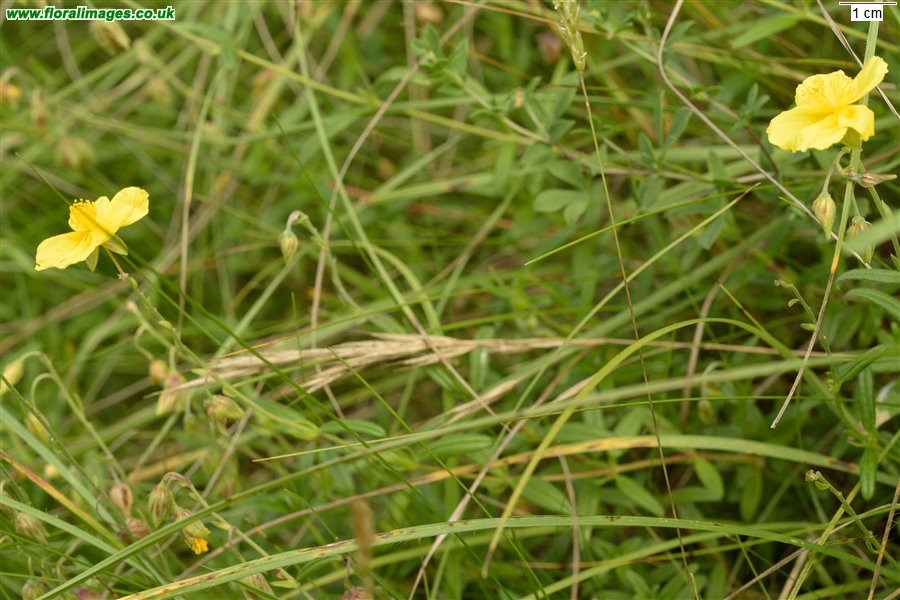 Helianthemum nummularium