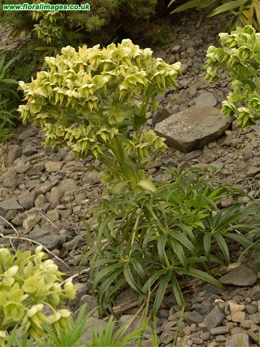 Helleborus foetidus