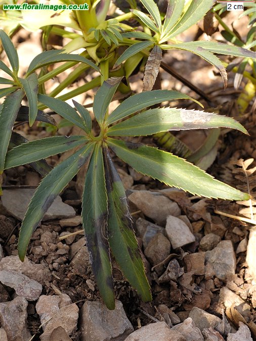 Helleborus foetidus