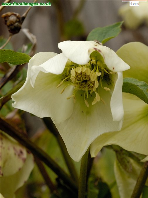Helleborus kochii