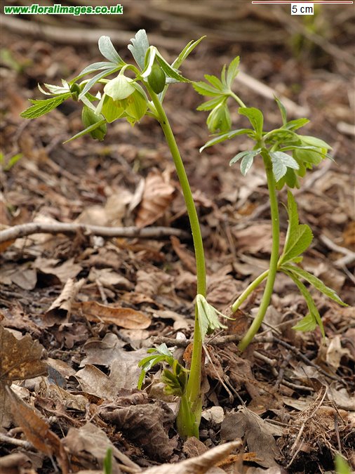 Helleborus viridis